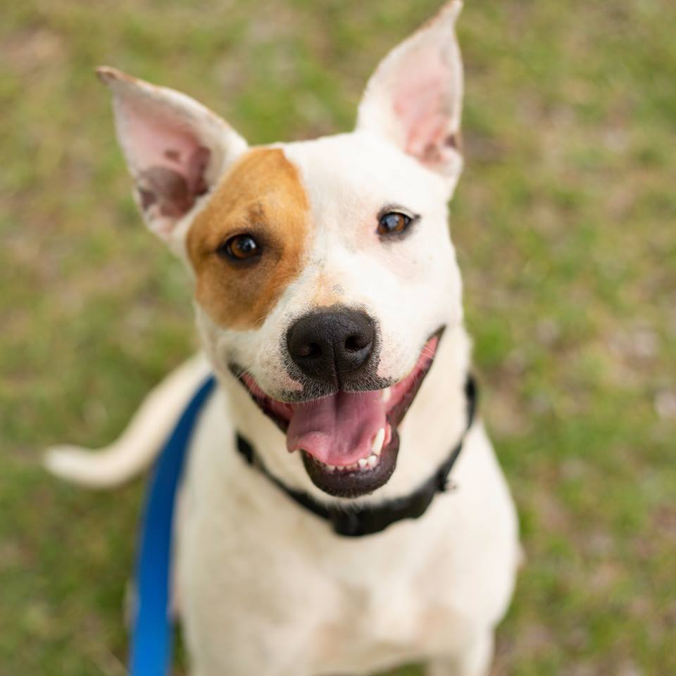 Sally, Adoptable, Adult Female Cattle Dog.