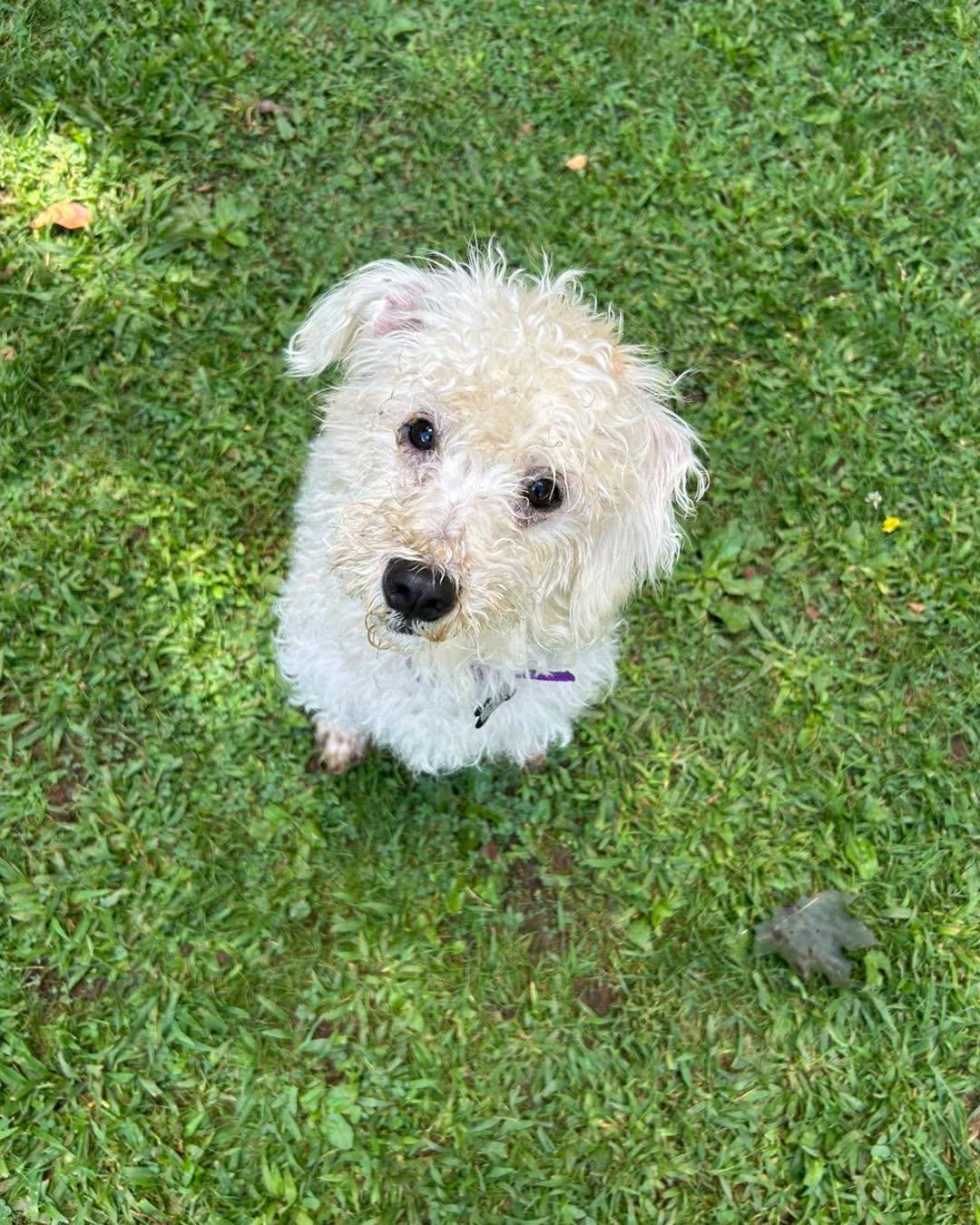 Susie Q, adopted, Adult Female Maltipoo & Miniature Schnauzer.