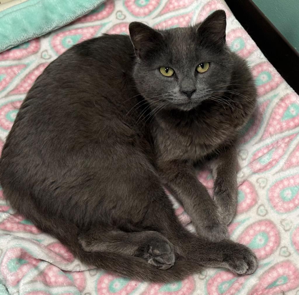 Enlarge Pete, a Adoptable Domestic Short Hair in Amery, WI image 1/2