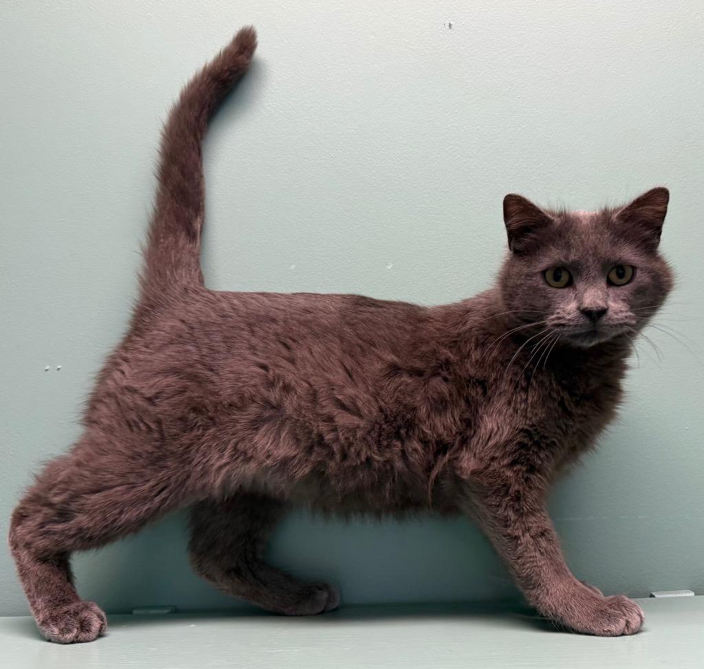 Enlarge Pete, a Adoptable Domestic Short Hair in Amery, WI image 2/2