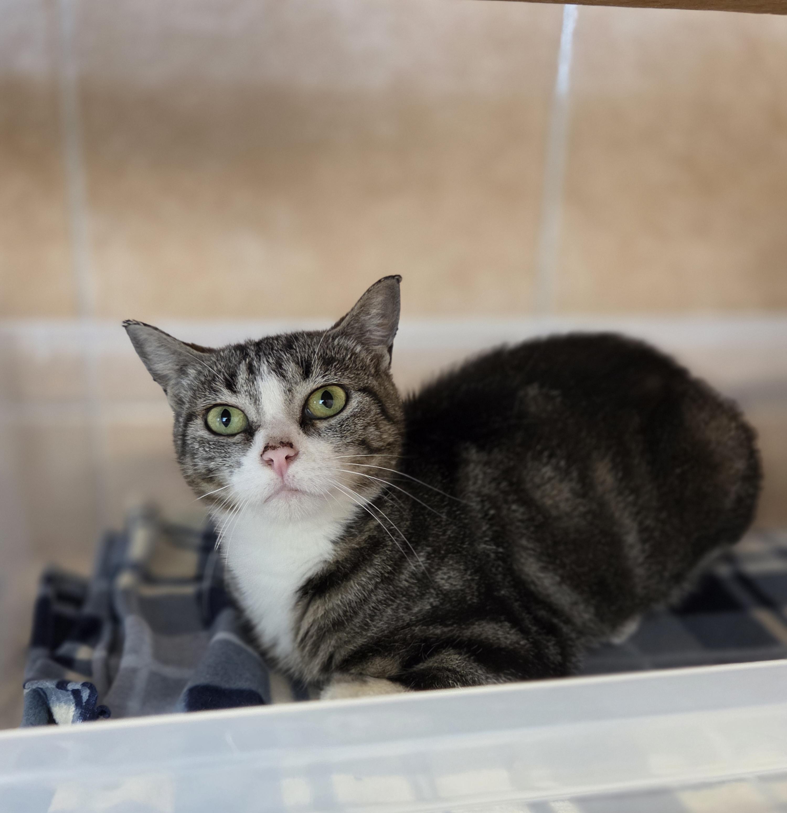 Enlarge Luna, a Adoptable mixed breed in Park Rapids, MN image 1/1