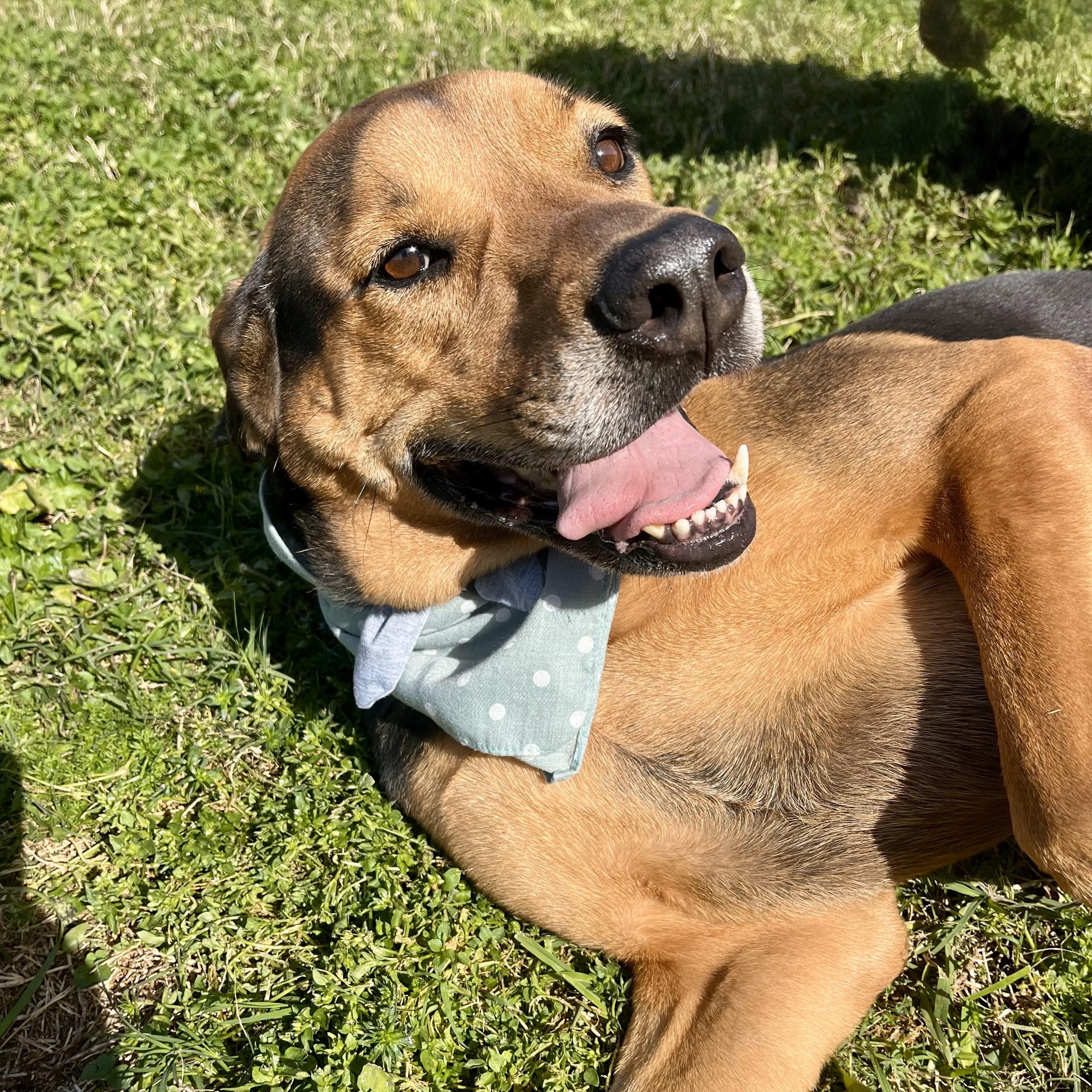 Plum, an adoptable Bloodhound in angleton, TX, 77515 | Photo Image 4