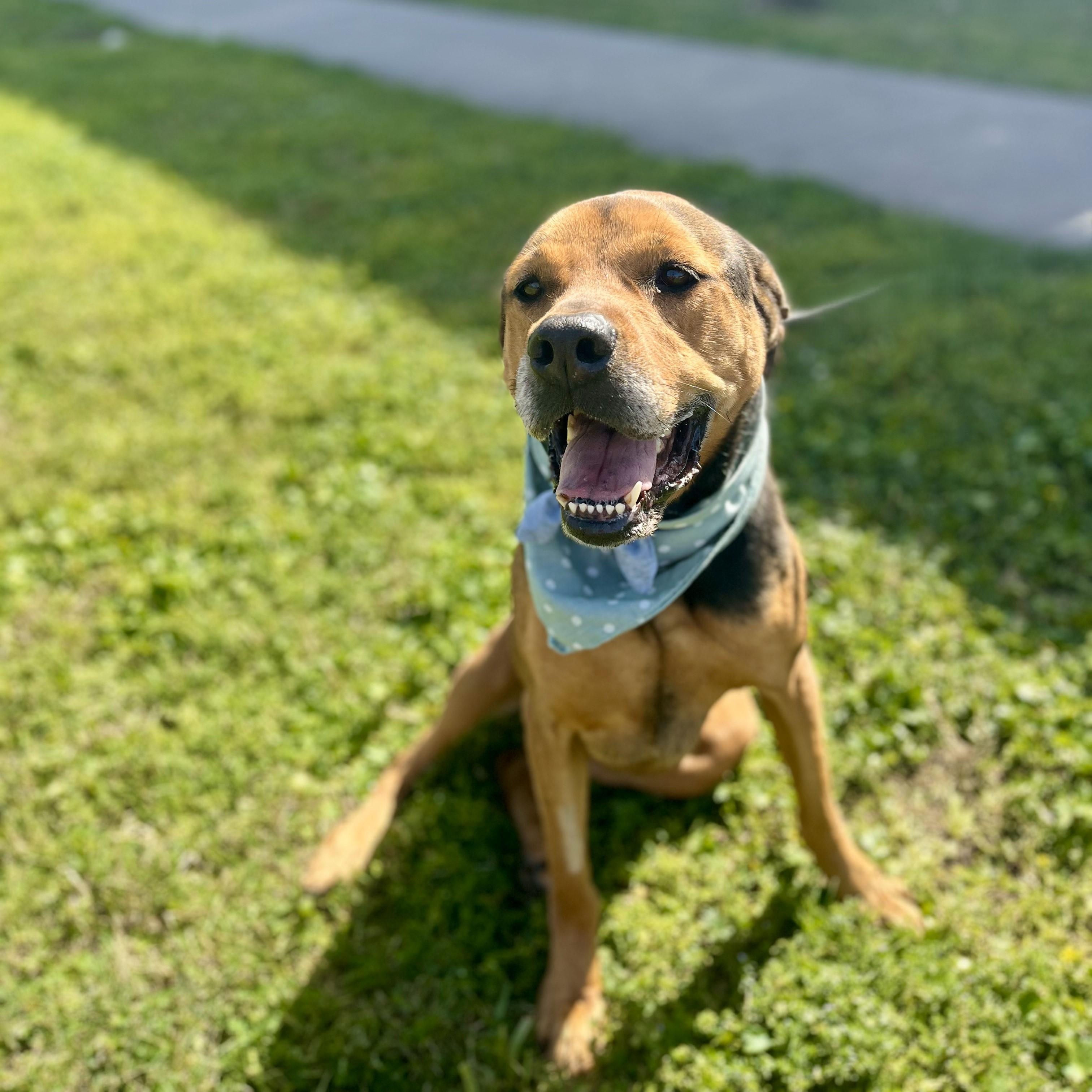Plum, an adoptable Bloodhound in angleton, TX, 77515 | Photo Image 1
