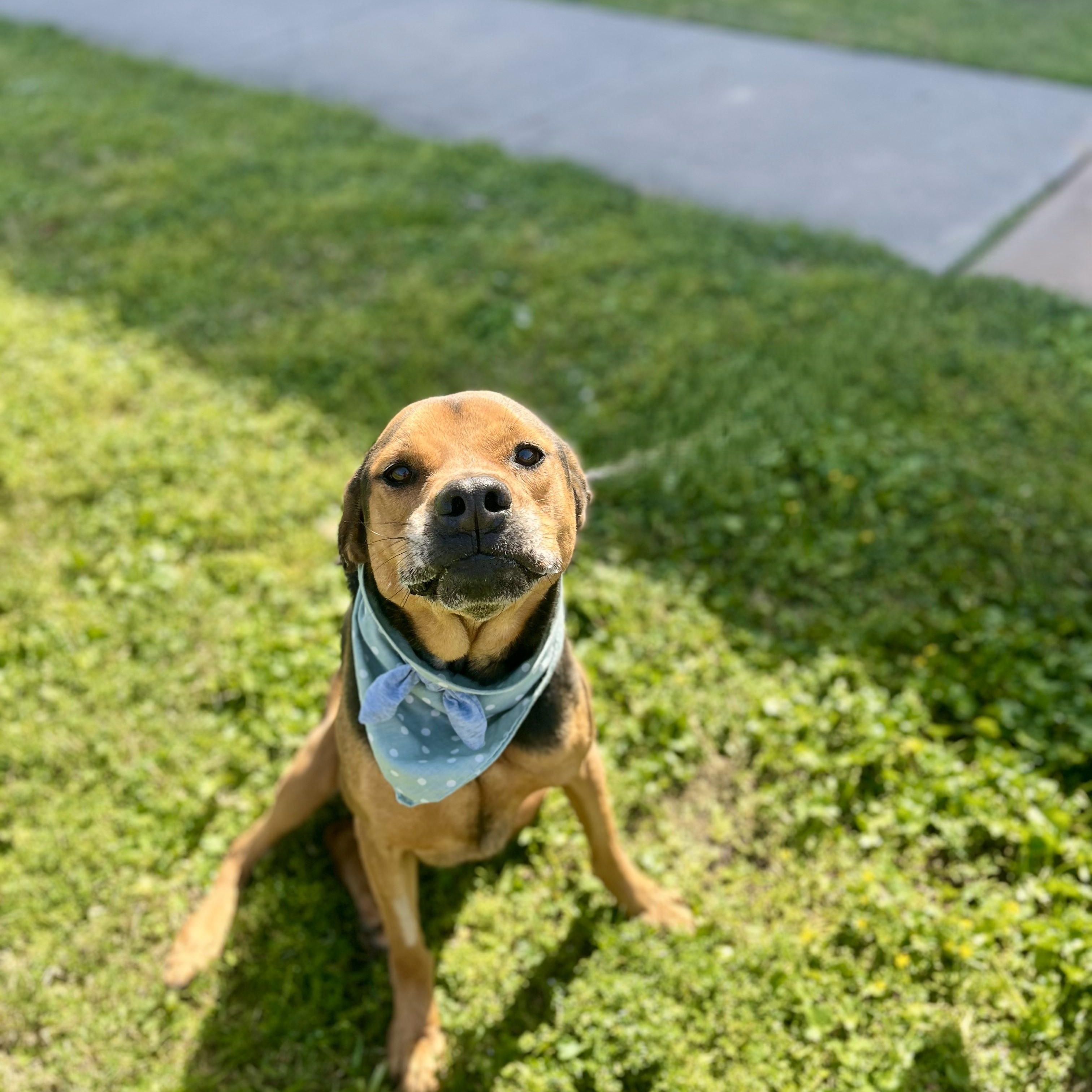 Plum, an adoptable Bloodhound in angleton, TX, 77515 | Photo Image 3