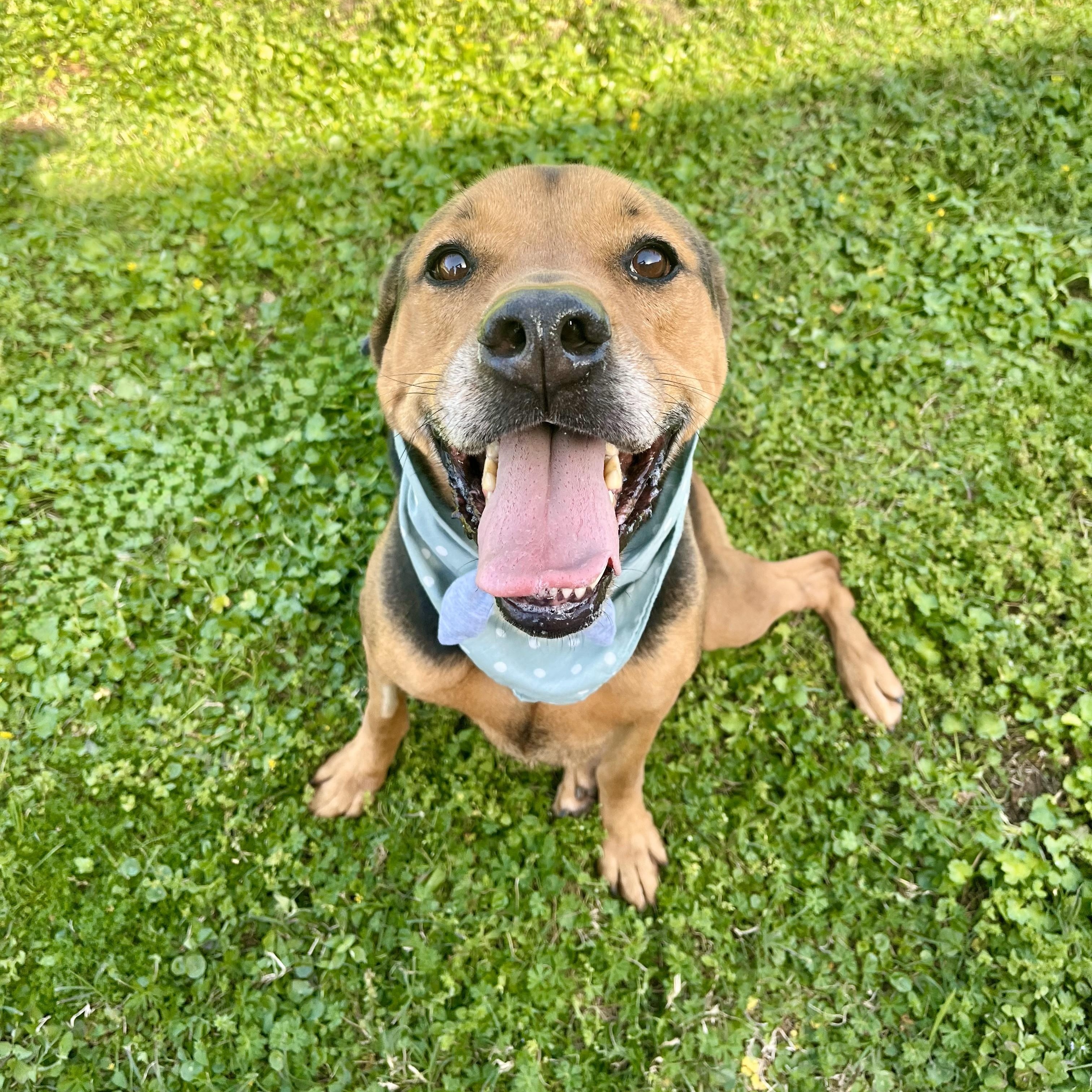 Plum, an adoptable Bloodhound in angleton, TX, 77515 | Photo Image 6