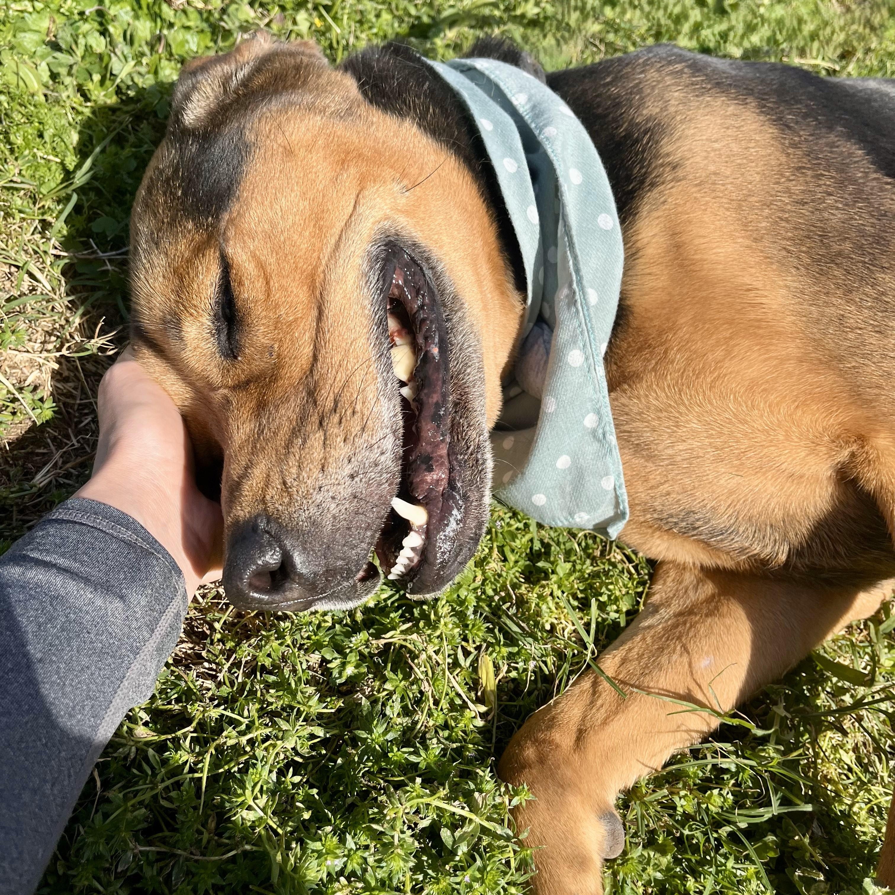 Plum, an adoptable Bloodhound in angleton, TX, 77515 | Photo Image 2