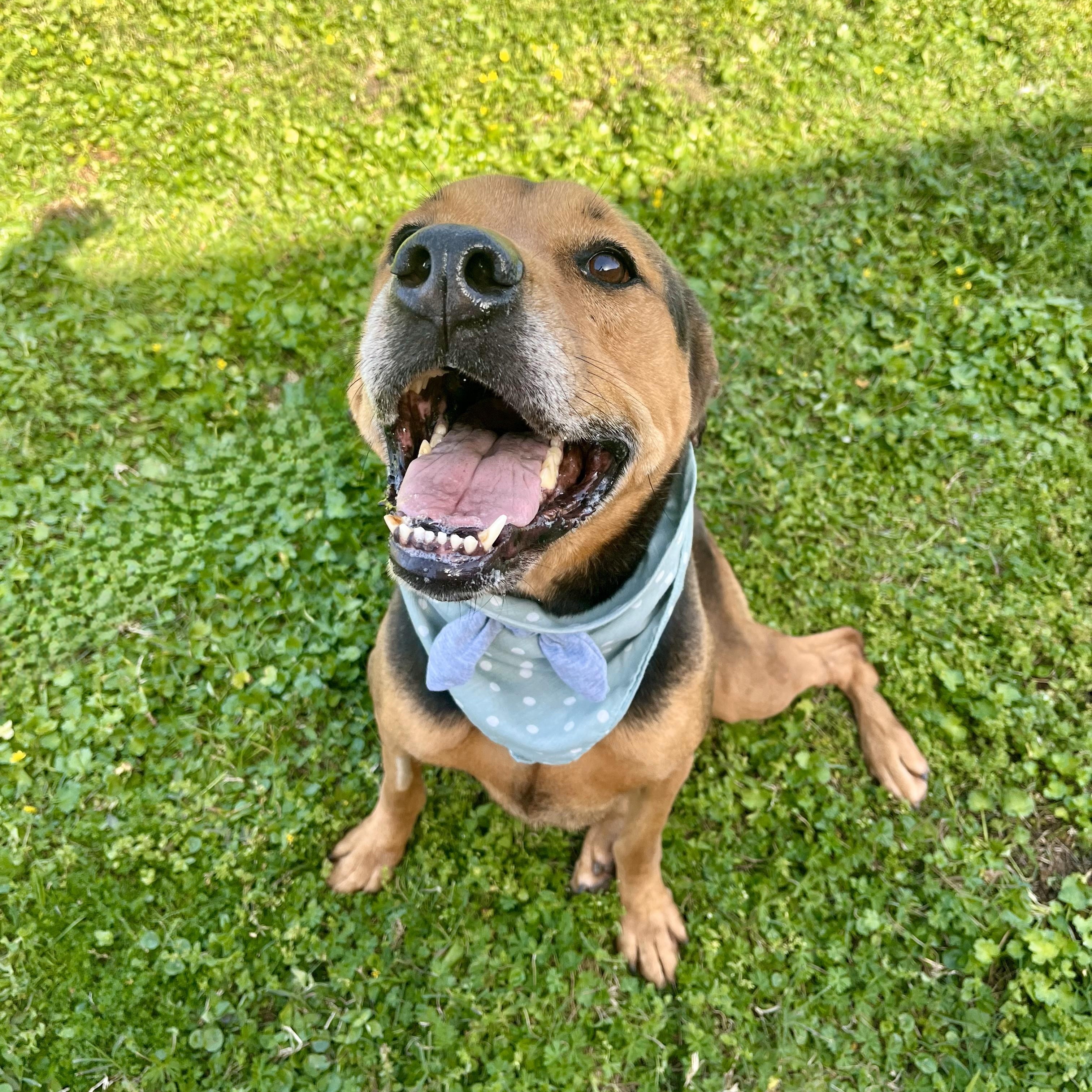 Plum, an adoptable Bloodhound in angleton, TX, 77515 | Photo Image 5