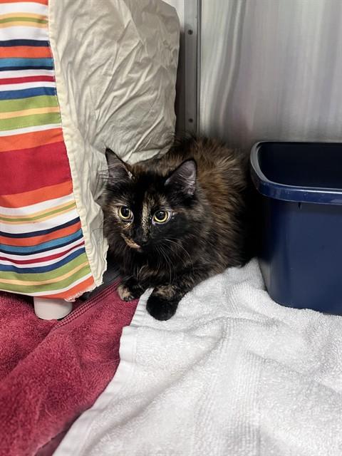 MOON, Adoptable, Young Female Domestic Medium Hair.