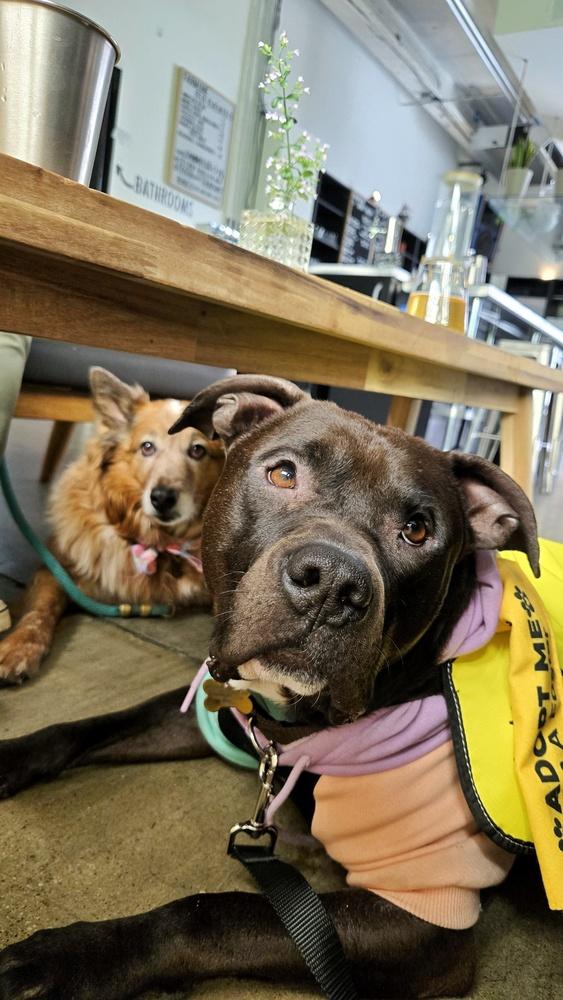 Enlarge Jaguar, a Adoptable mixed breed in New York, NY image 1/6