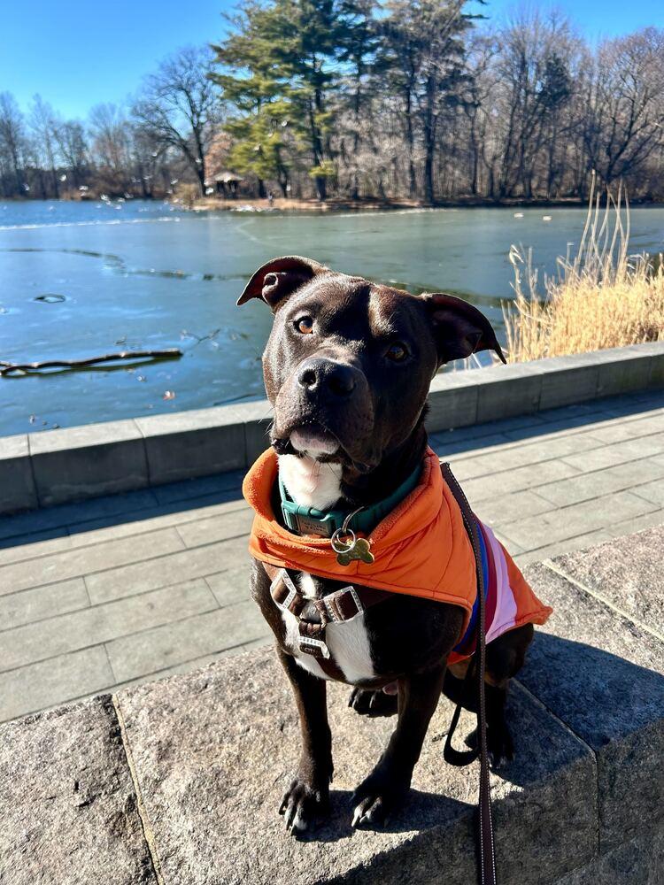 Jaguar, Adoptable, Adult Male Mixed Breed.