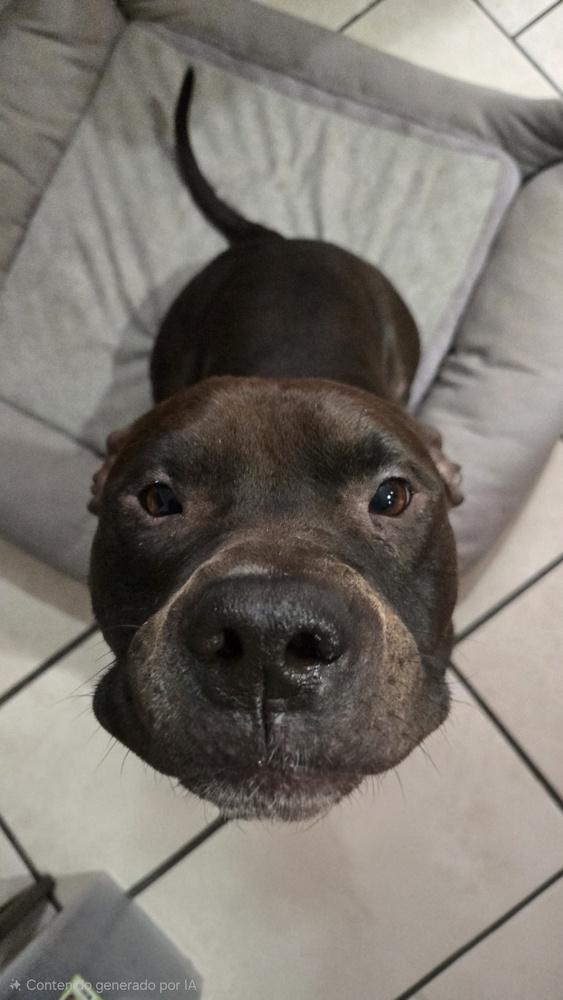 Enlarge Jaguar, a Adoptable mixed breed in New York, NY image 2/6