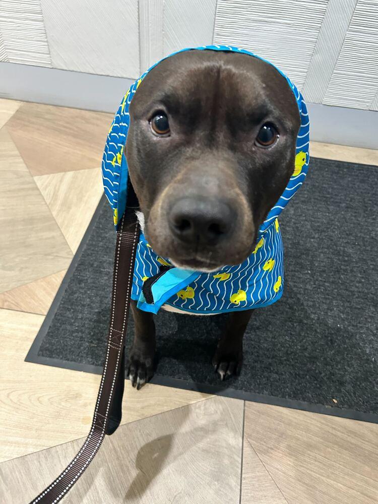 Jaguar, Adoptable, Adult Male Mixed Breed.