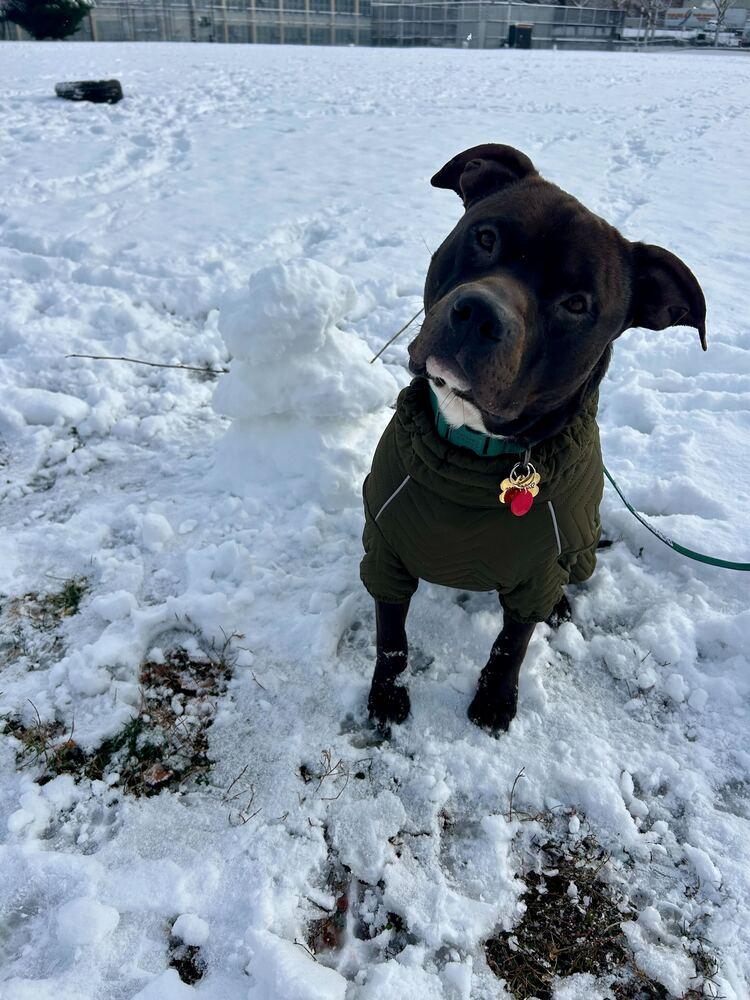 Jaguar, Adoptable, Adult Male Mixed Breed.