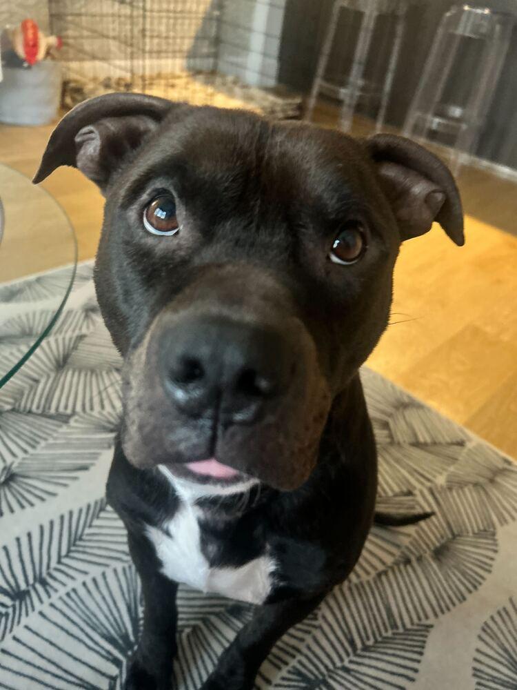 Enlarge Jaguar, a Adoptable mixed breed in New York, NY image 3/6