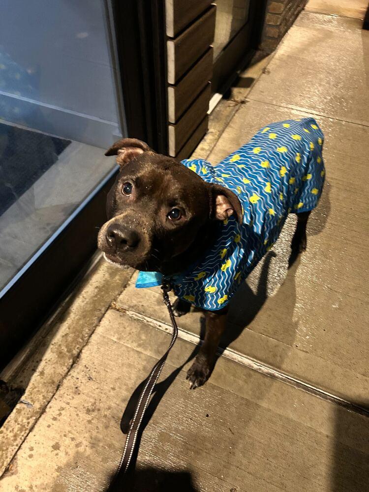 Enlarge Jaguar, a Adoptable mixed breed in New York, NY image 2/6