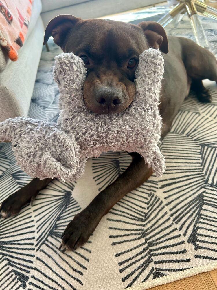 Enlarge Jaguar, a Adoptable mixed breed in New York, NY image 3/6