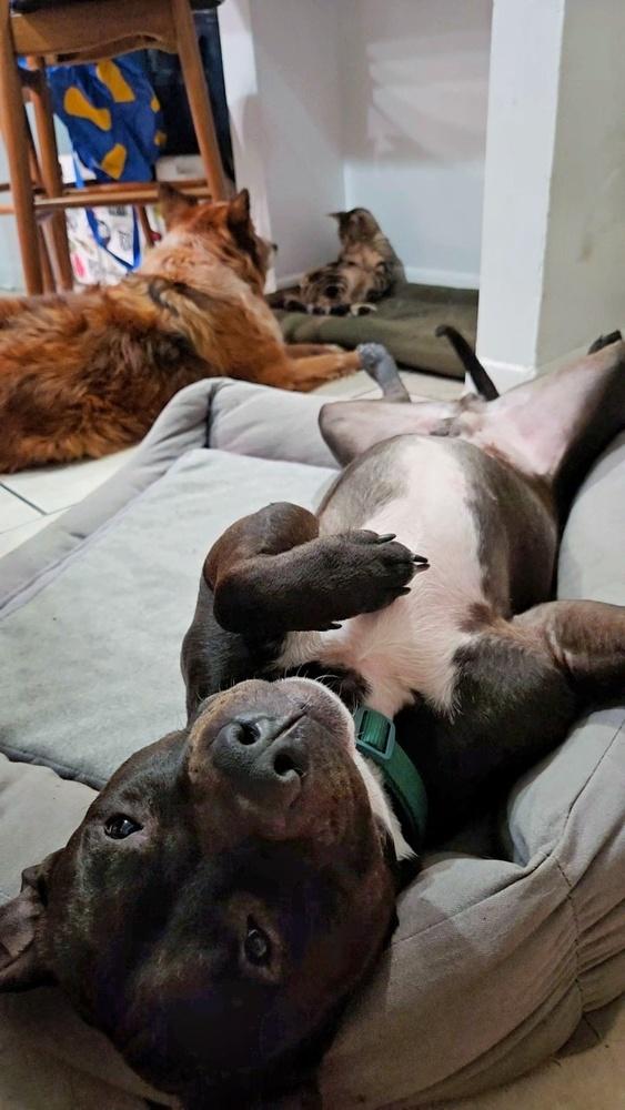 Enlarge Jaguar, a Adoptable mixed breed in New York, NY image 4/6