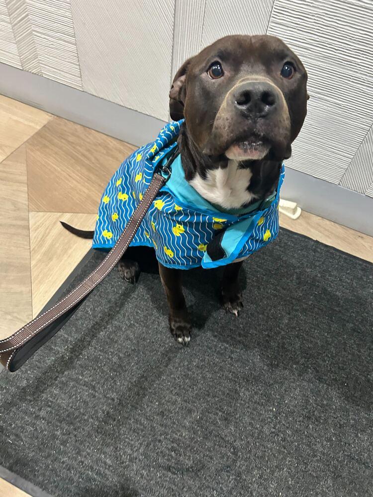 Enlarge Jaguar, a Adoptable mixed breed in New York, NY image 4/6