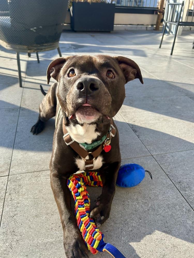 Enlarge Jaguar, a Adoptable mixed breed in New York, NY image 6/6