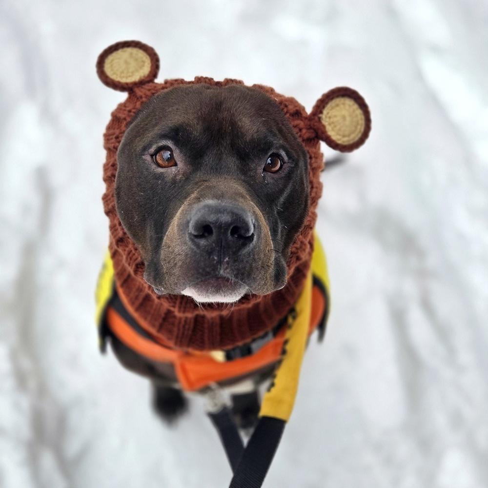 Enlarge Jaguar, a Adoptable mixed breed in New York, NY image 5/6