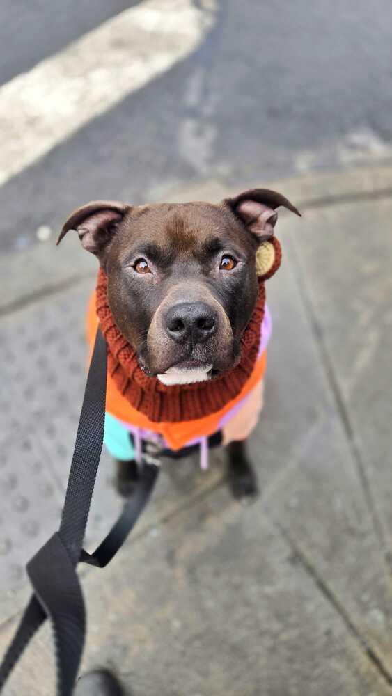 Enlarge Jaguar, a Adoptable mixed breed in New York, NY image 6/6