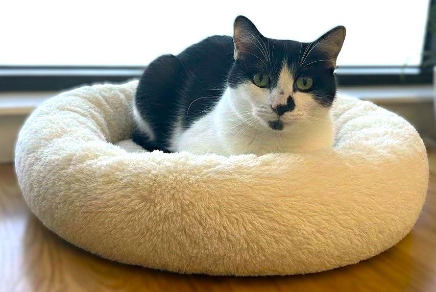 Cookie, Adoptable, Adult Female Domestic Short Hair.