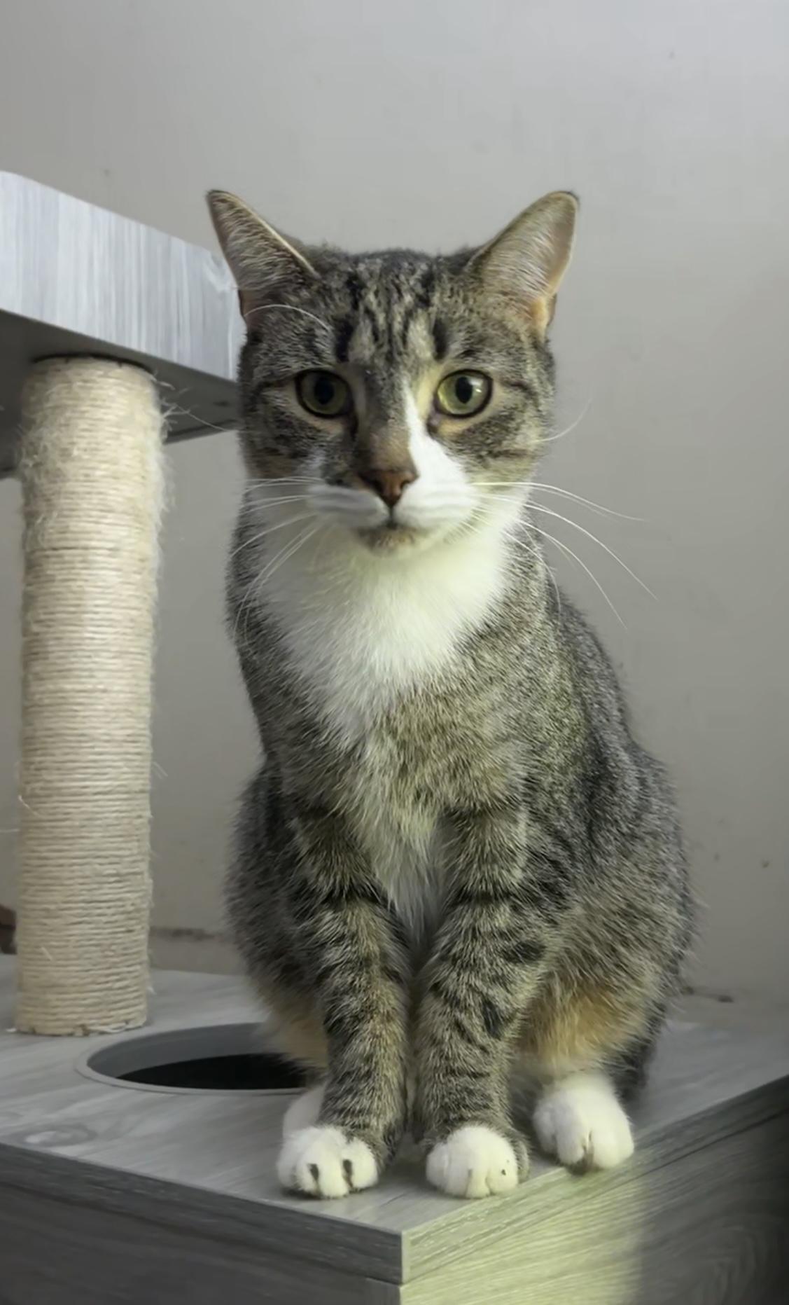 Rocky, Adoptable, Adult Male Domestic Short Hair.