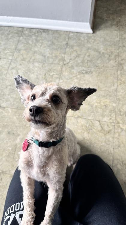 Hobbs, an adopted mixed breed in Baltimore, MD image 1/3