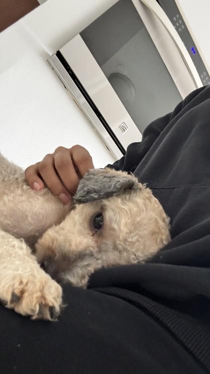 Hobbs, an adopted mixed breed in Baltimore, MD image 3/3