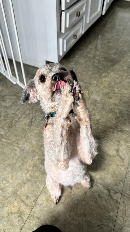 Hobbs, an adopted mixed breed in Baltimore, MD image 2/3