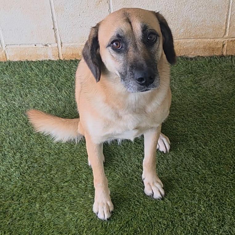 Sophia, a Adoptable mixed breed in Shorter, AL image 1/6