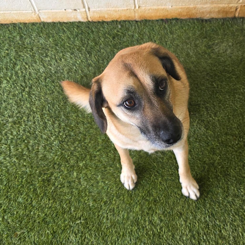 Sophia, a Adoptable mixed breed in Shorter, AL image 2/6