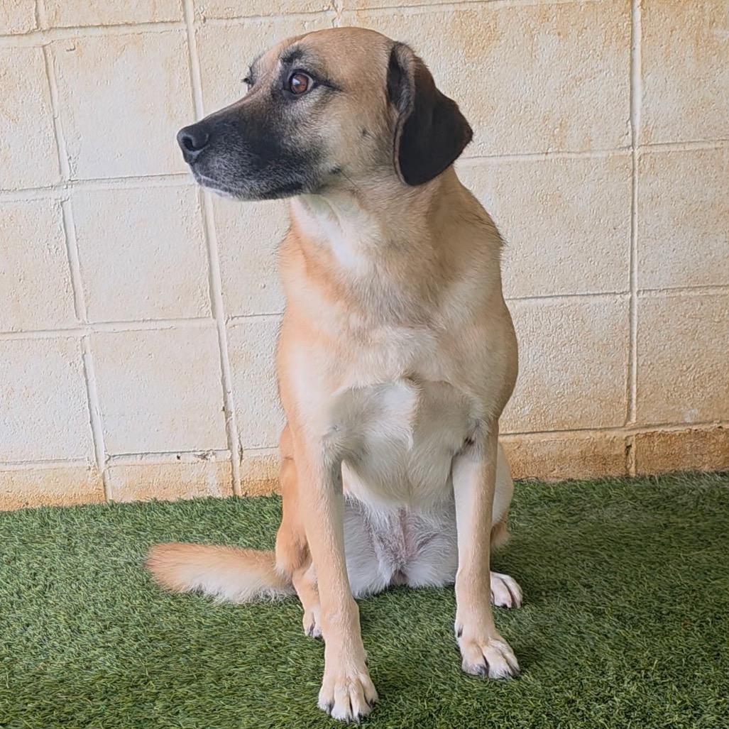 Sophia, a Adoptable mixed breed in Shorter, AL image 3/6