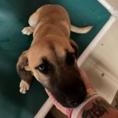 Sophia, a Adoptable mixed breed in Shorter, AL image 4/6