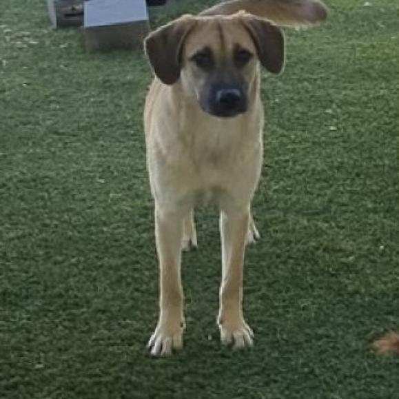 Sophia, a Adoptable mixed breed in Shorter, AL image 5/6