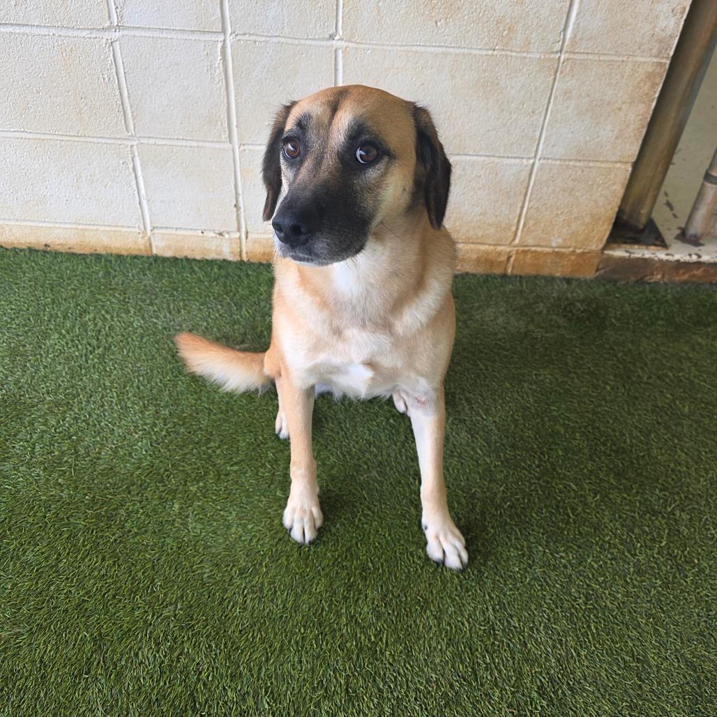 Sophia, a Adoptable mixed breed in Shorter, AL image 6/6