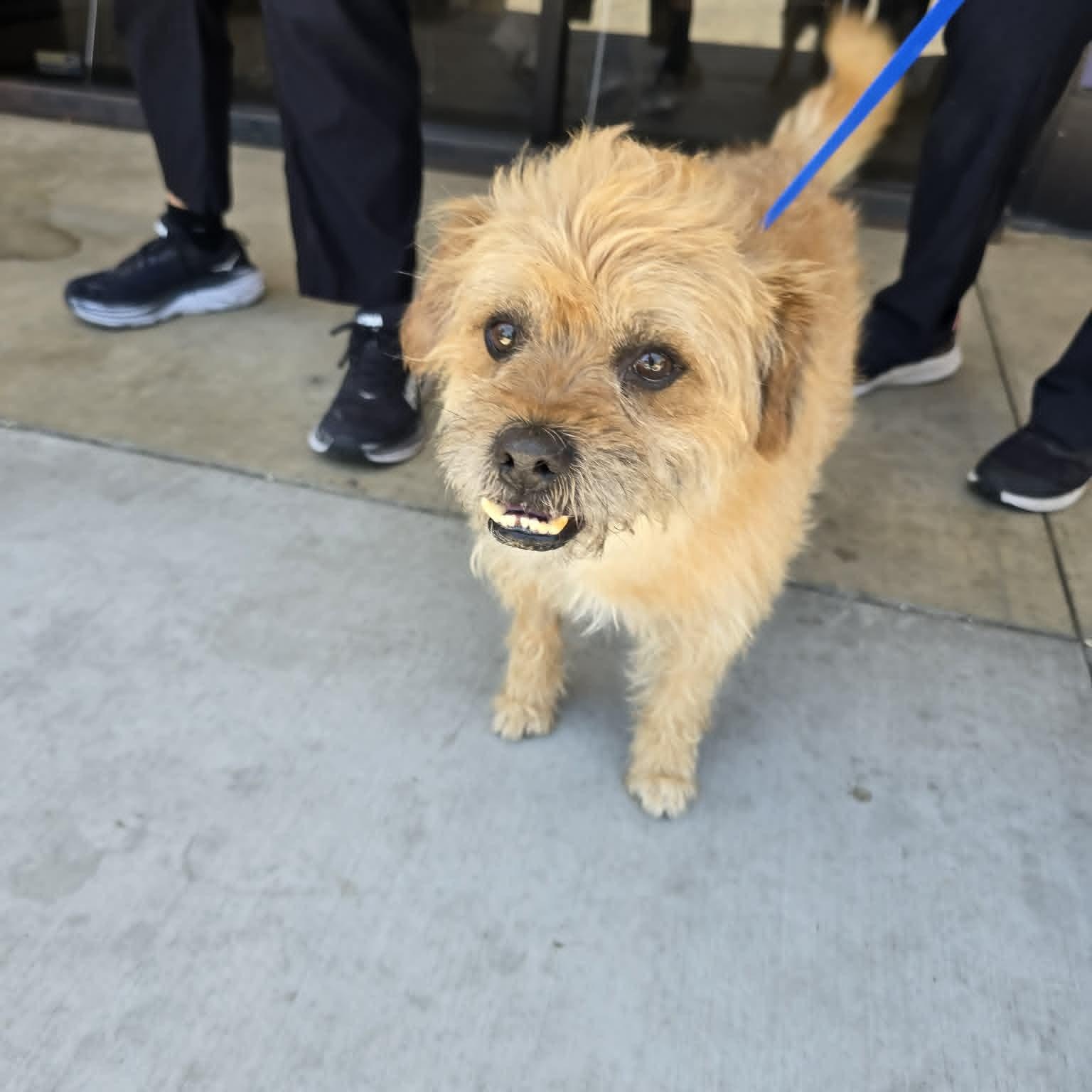 Fudge Ripple, a ADOPTABLE Border Terrier in Greenville, SC image 3/5
