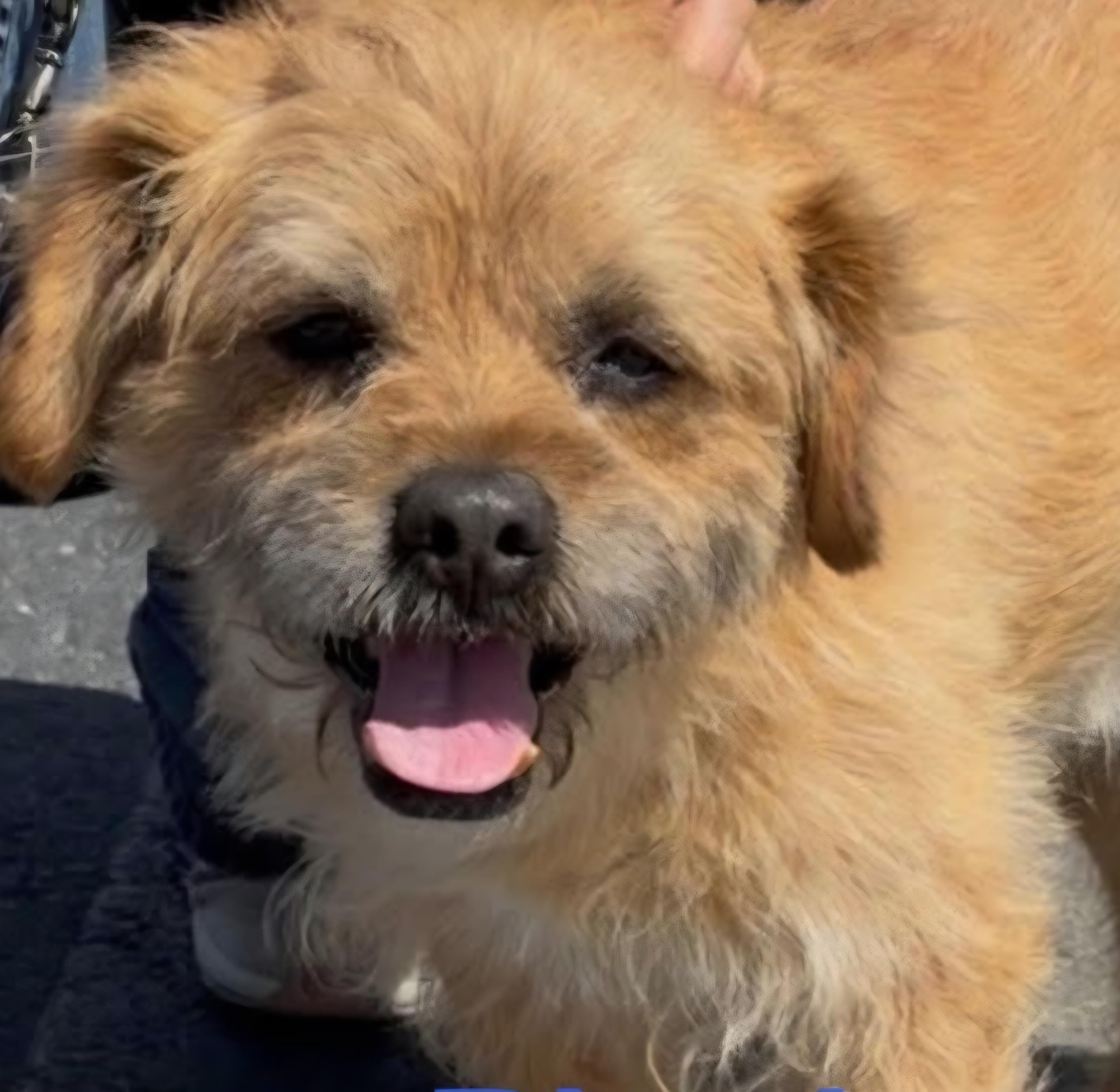 Fudge Ripple, a ADOPTABLE Border Terrier in Greenville, SC image 2/5