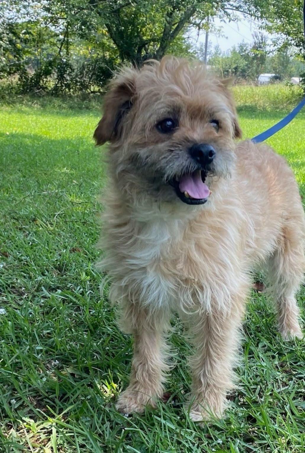 Fudge Ripple, ADOPTABLE, Adult Male Border Terrier.