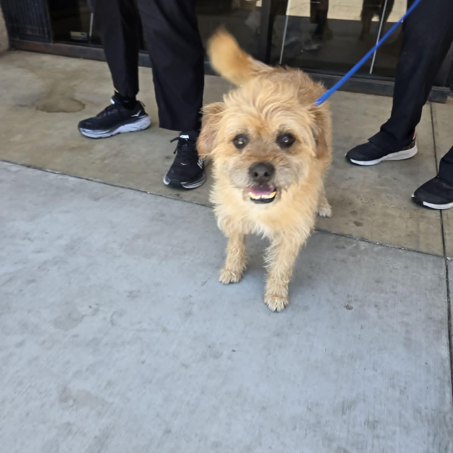 Fudge Ripple, a ADOPTABLE Border Terrier in Greenville, SC image 4/5