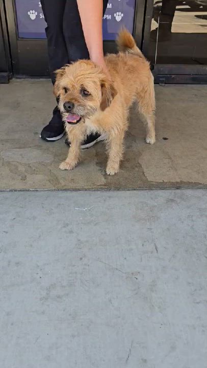 Enlarge Fudge Ripple, a ADOPTABLE Border Terrier in Greenville, SC video 5/5