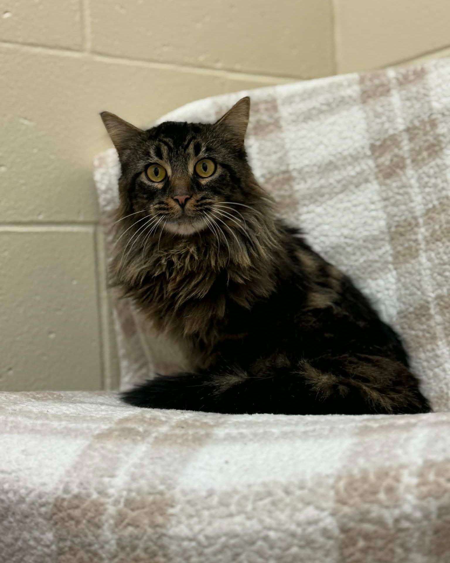 Enlarge Joe, a ADOPTABLE mixed breed in Fremont, MI image 1/3