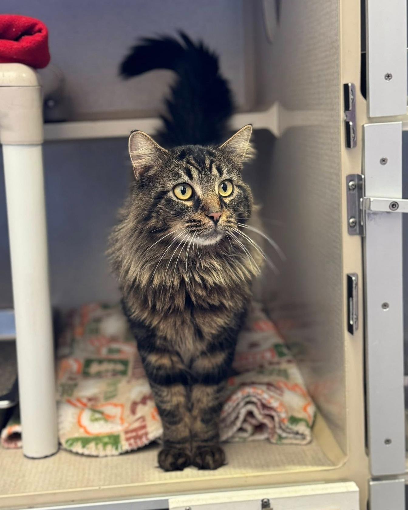 Enlarge Joe, a ADOPTABLE mixed breed in Fremont, MI image 4/4