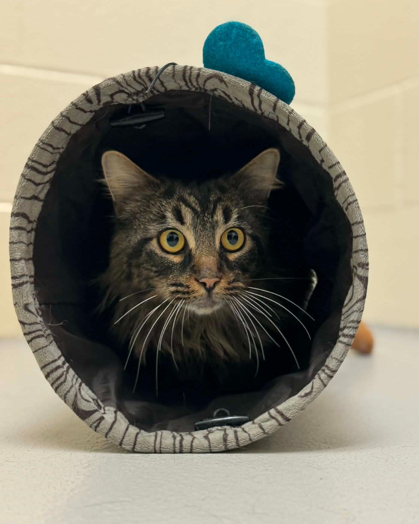 Enlarge Joe, a ADOPTABLE mixed breed in Fremont, MI image 3/3