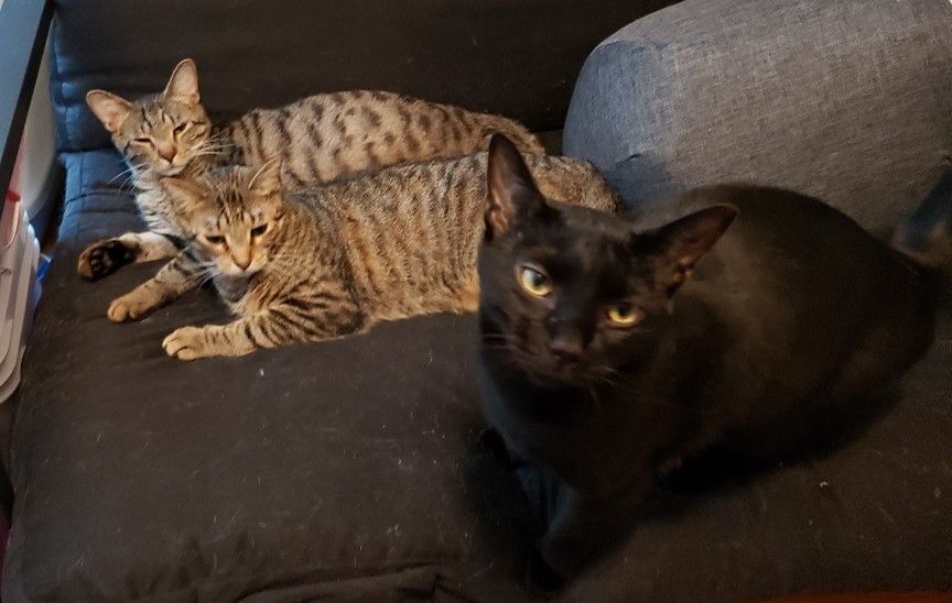 Enlarge Lip, a Adoptable Domestic Short Hair in Rochester, NY image 1/6