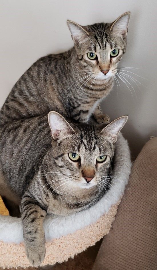 Enlarge Lip, a Adoptable Domestic Short Hair in Rochester, NY image 2/6