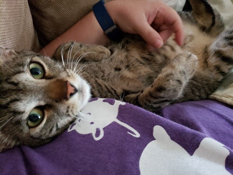 Enlarge Lip, a Adoptable Domestic Short Hair in Rochester, NY image 3/6