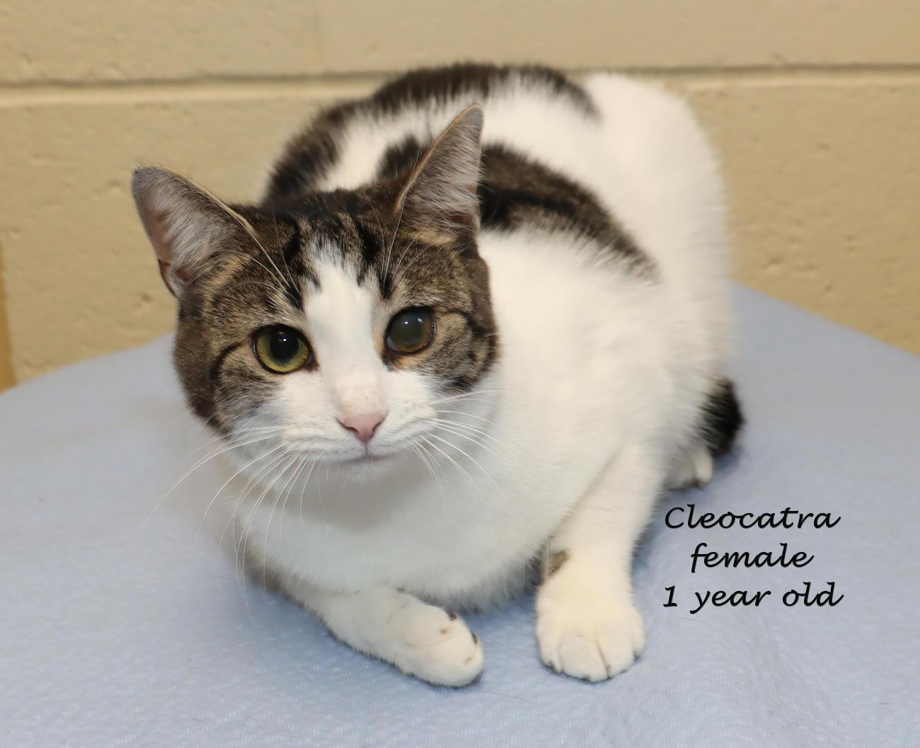 Cleocatra
