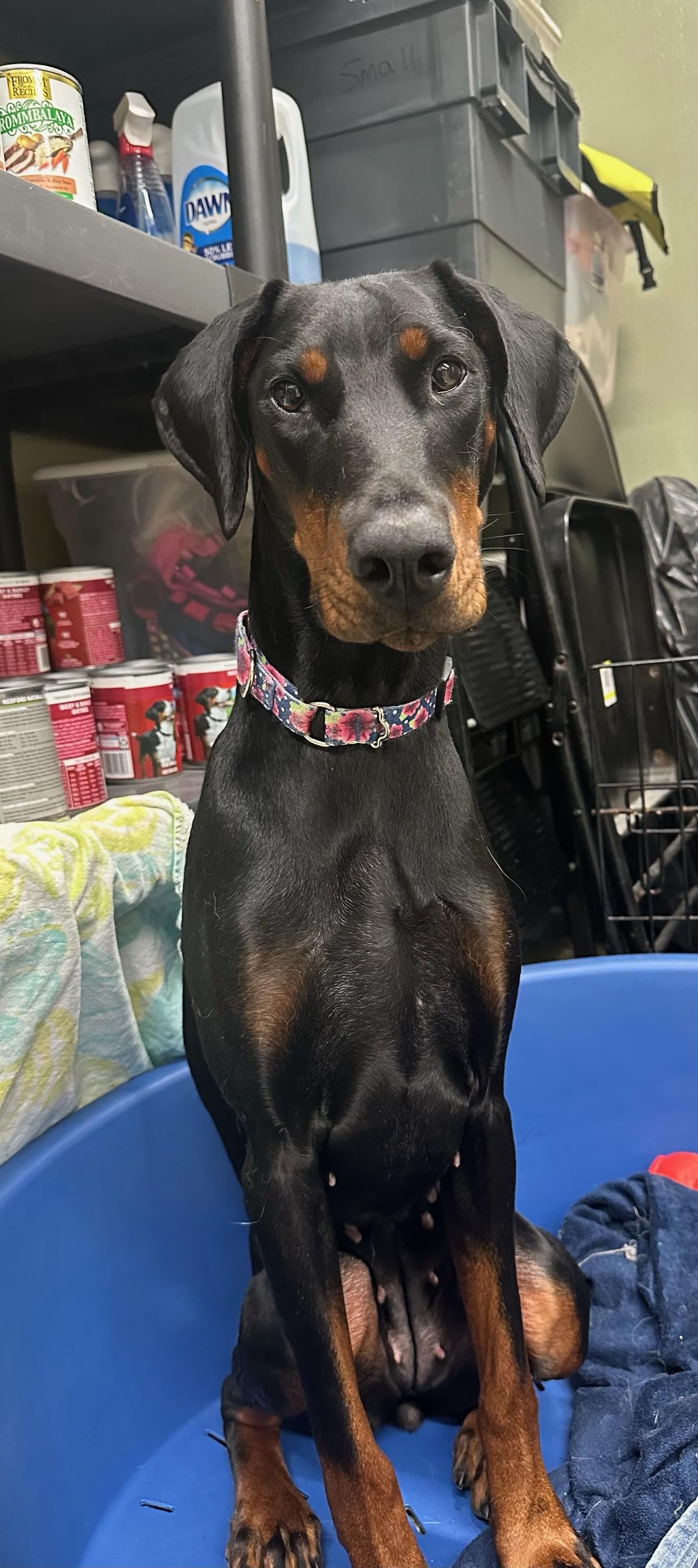Enlarge Rexy, an adopted Doberman Pinscher in Warwick, RI image 2/3