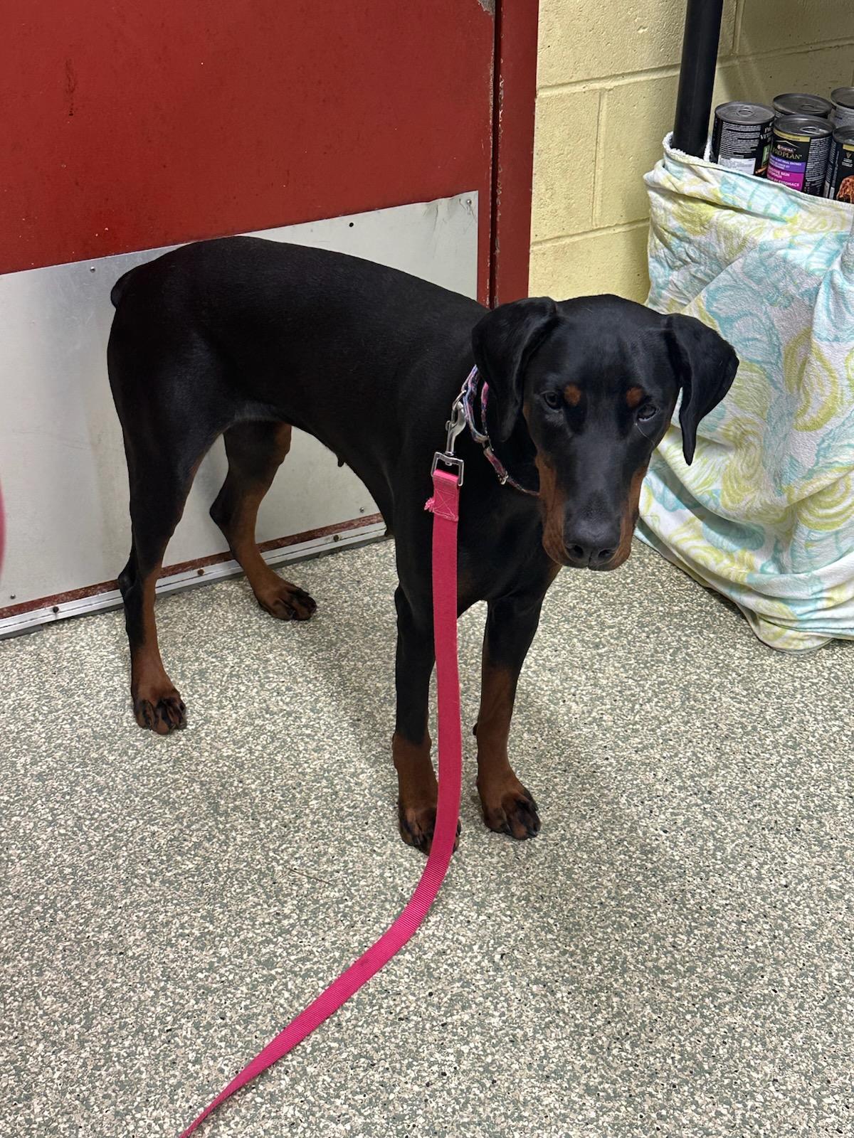 Enlarge Rexy, an adopted Doberman Pinscher in Warwick, RI image 3/3